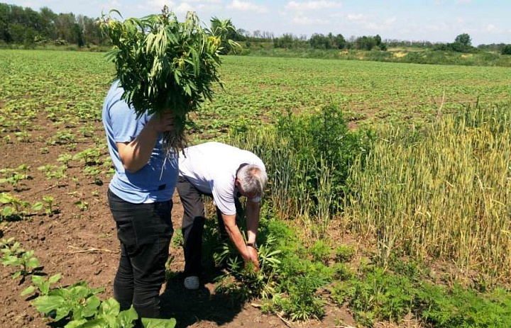 Межведомственная операция «Мак»