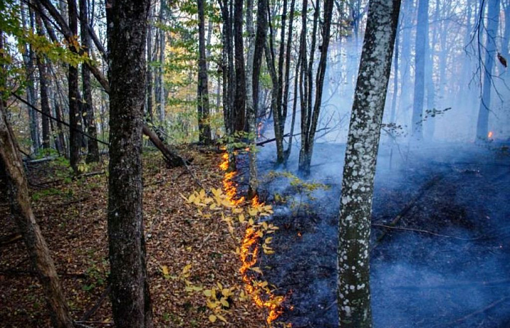 Леса Северского района закрыты для посещения