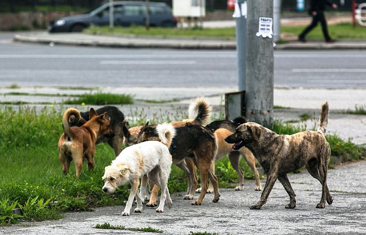 Отловлены бродячие собаки