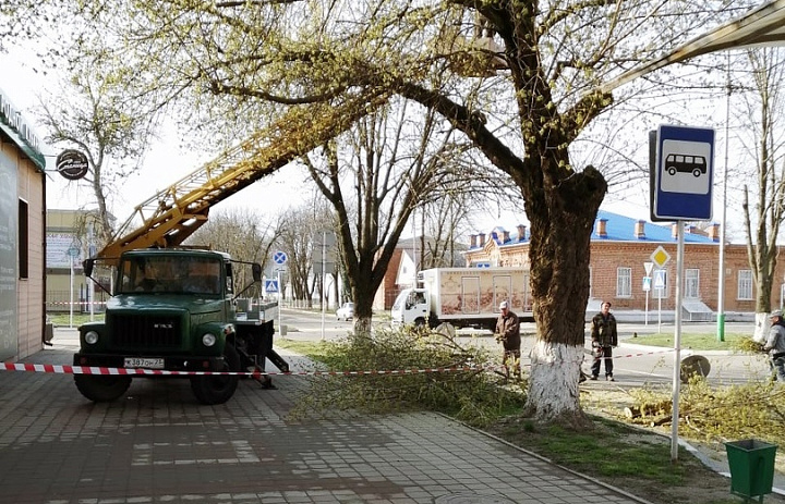 В Усть-Лабинске продолжаются работы по обрезке деревьев