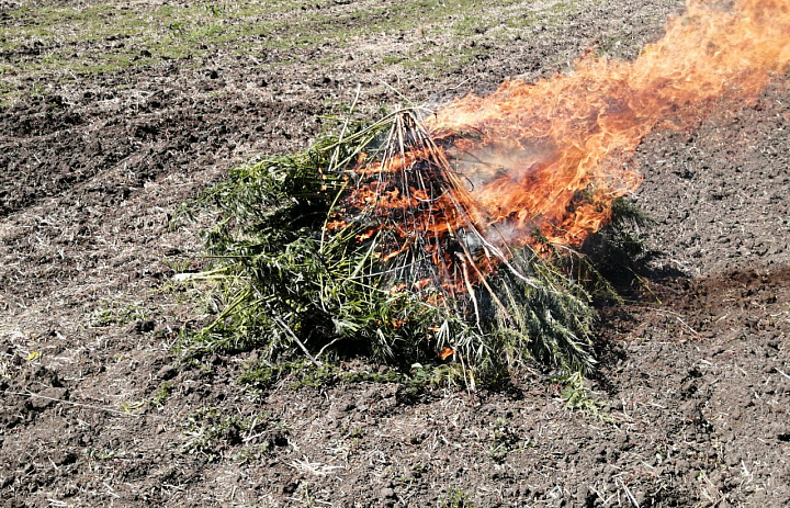 В Усть-Лабинске продолжаются рейды по выявлению и уничтожению кустов дикорастущей конопли